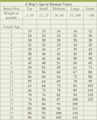 Medium Dog Age Chart