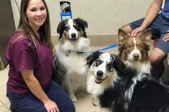 Vet with 3 dogs