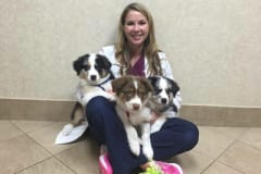 Veterinarian holding dogs