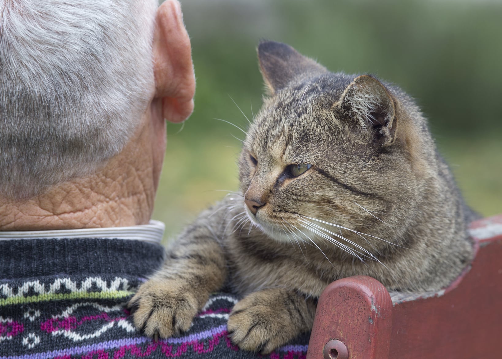Cat on man's shoulder