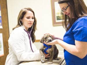 Veterinarians treating a puppy