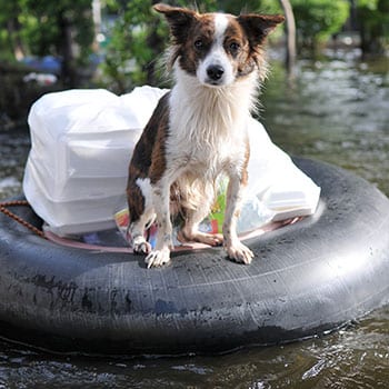 Summer Pet Safety in Webster: Dog Sitting On Lifeboat