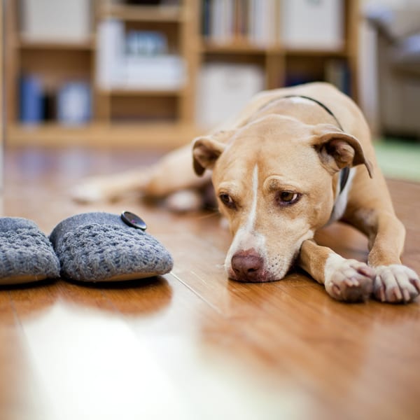 Pet Separation Anxiety in Webster: A Dog Sadly Looking at His Owner's Slippers
