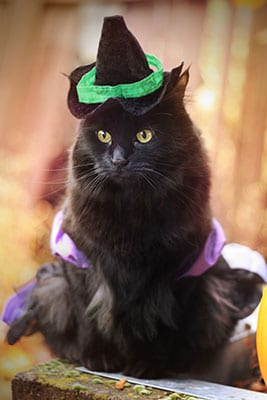 black cat dressed up in a witch costume