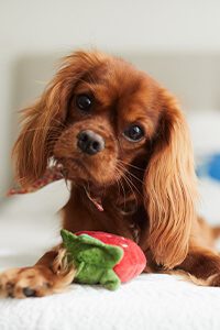 puppy playing with a small toy