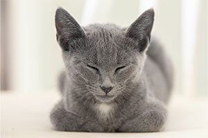 grey cat sleeping on their stomach