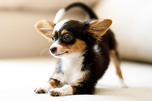 small puppy stretching