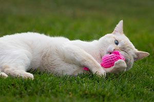 cat with toy in grass