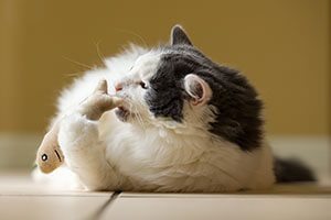 white and black cat playing with a fish shaped toy