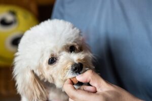 dog heartworm Webster TX