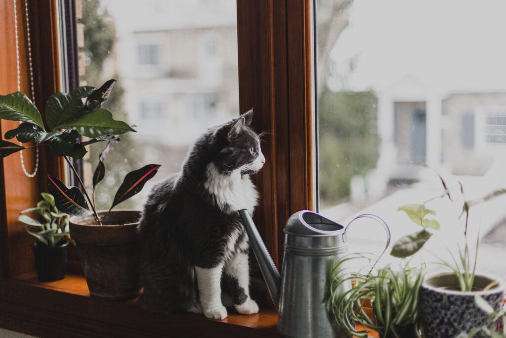 cat-sitting-near-window-with-plants