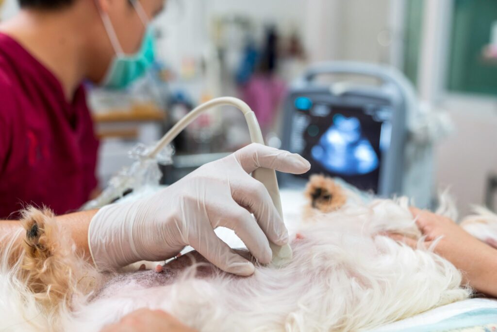 Pet Ultrasound Echocardiograms Webster Tx