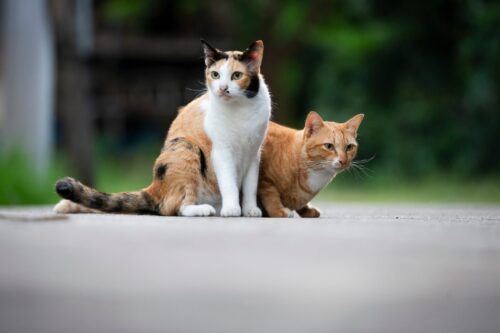 two-cats-sitting-on-sidewalk