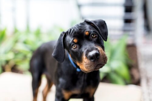 Kennel Cough Webster Tx