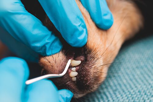Dogs Get Their Teeth Cleaned Webster Tx