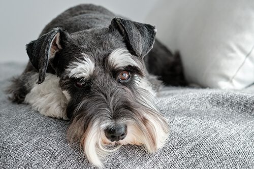 New Respiratory Illness In Dogs Webster Tx