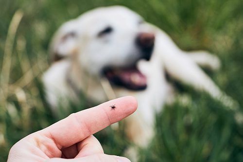 Tick Borne Diseases In Dogs Webster Tx