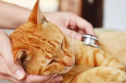 vet-listening-to-sick-cat's-heart