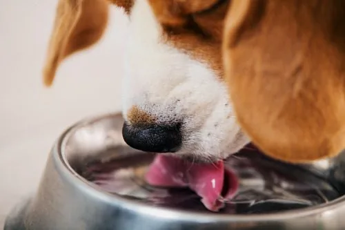 dog-drinking-water-out-of-metal-bowl