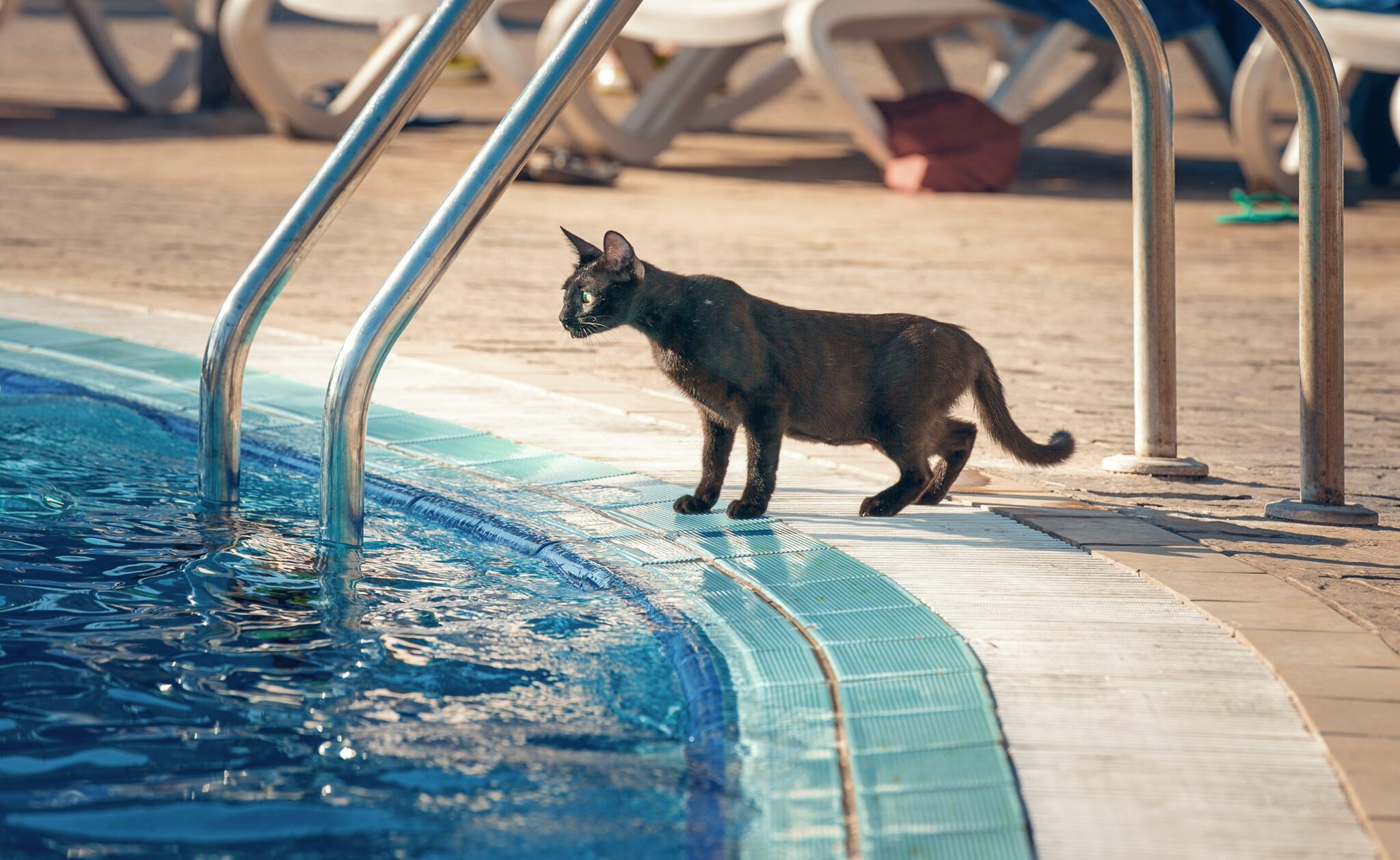 A shorthair cat stands at the edge of a swimming pool.