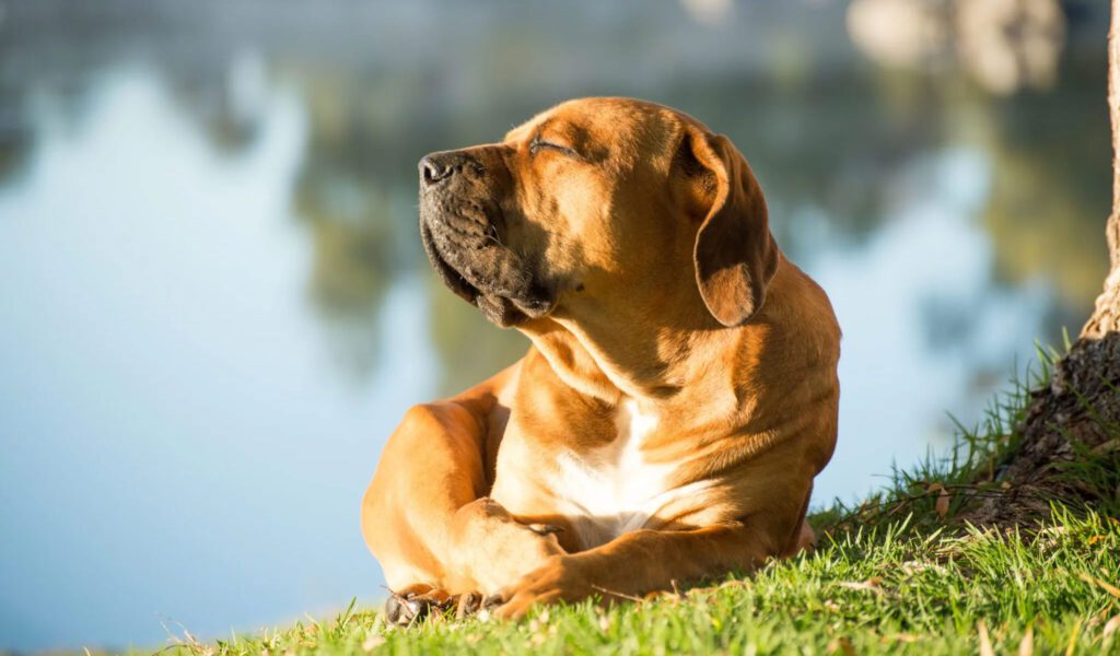 Dog Skin Cancer