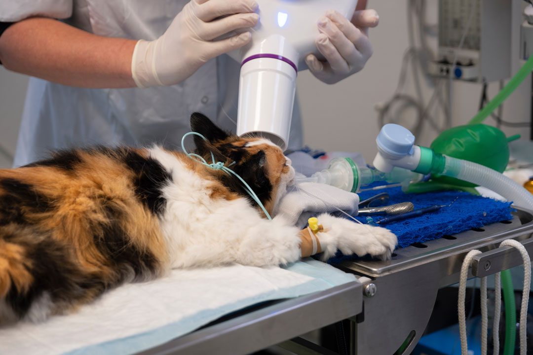 Cat Dental X Ray