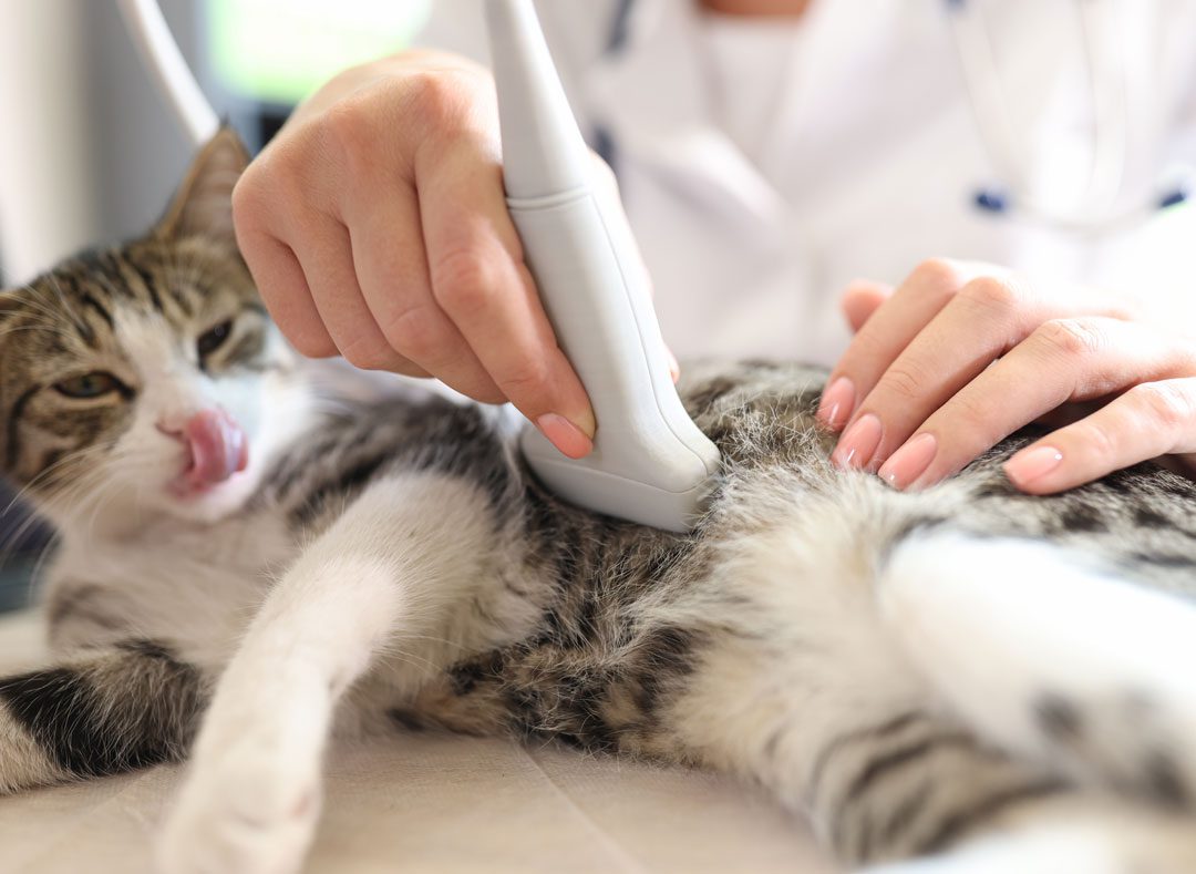 Cat Getting An Ultrasound Examination