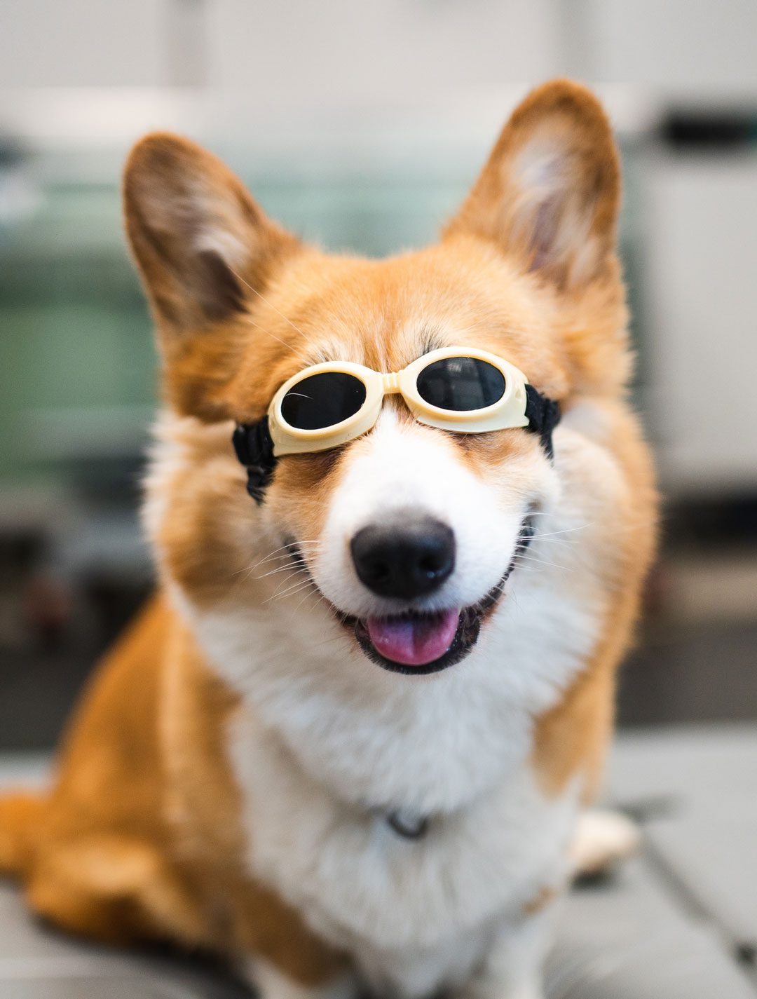 Dog Wearing Goggles For Laser Therapy