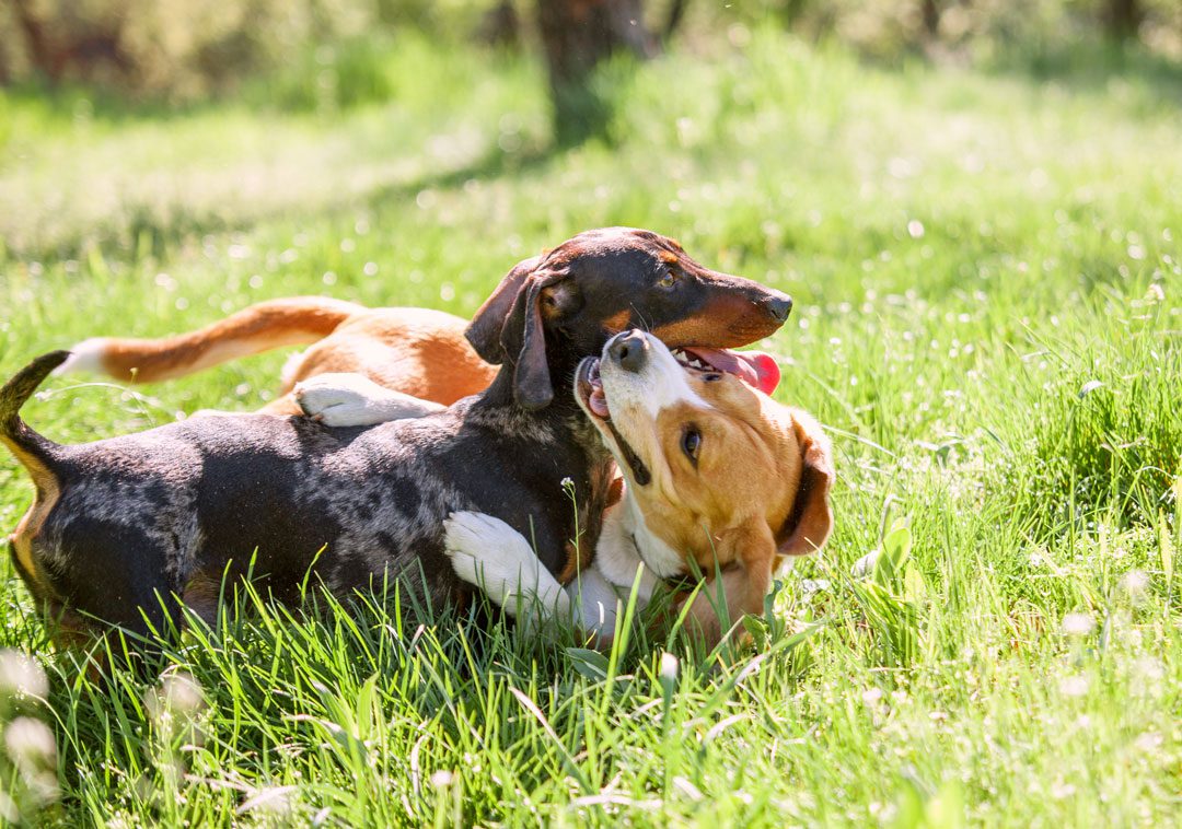 Dogs Playing Together In The Grass