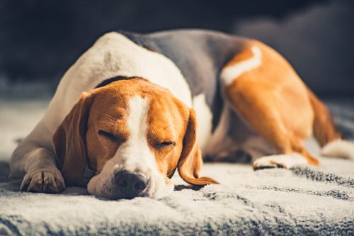 beagle-dog-sleeping-on-the-couch