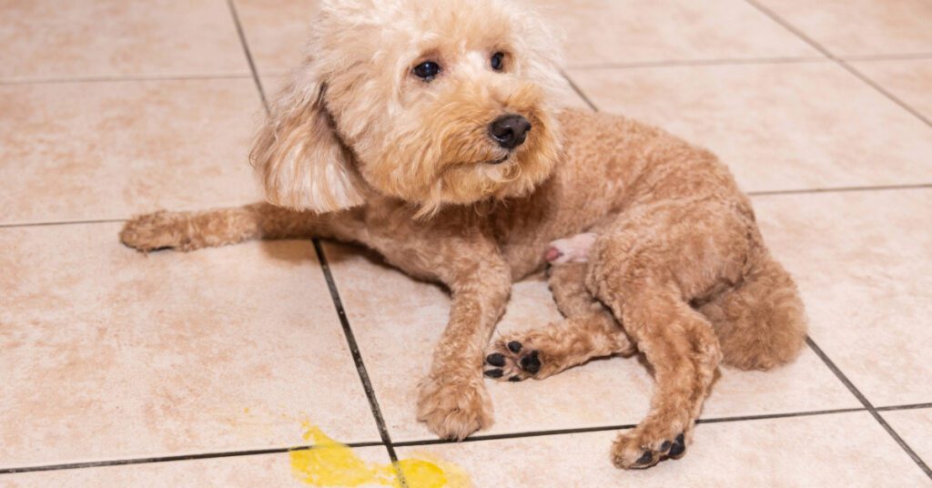 dog laying on the floor next to yellow vomit