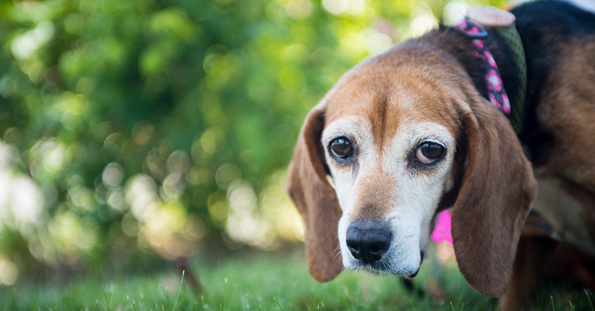 sad looking beagle standing in the grasss