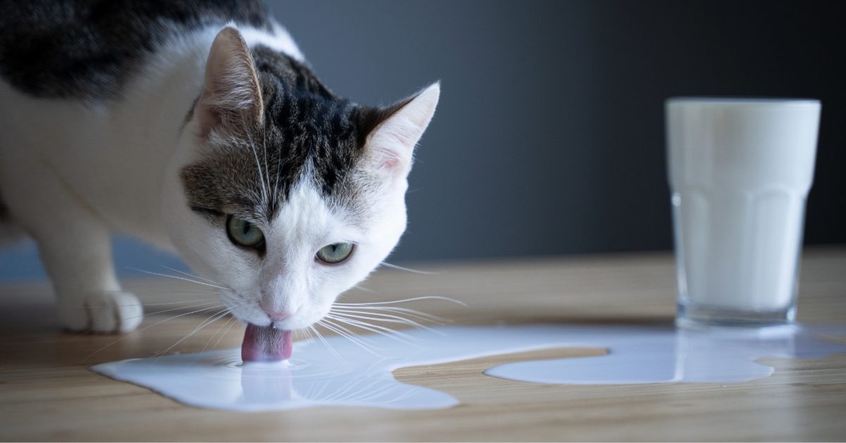 brown and white cat licking milk spilled on a table from a glass