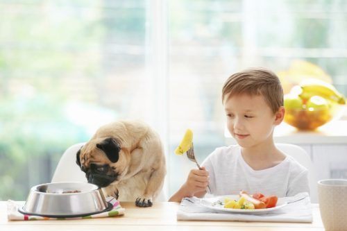 pug dog with food bowl in front of him next to a young boy eating dinner at the table