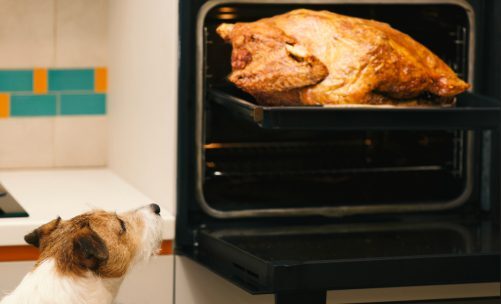 dog watching turkey in the oven