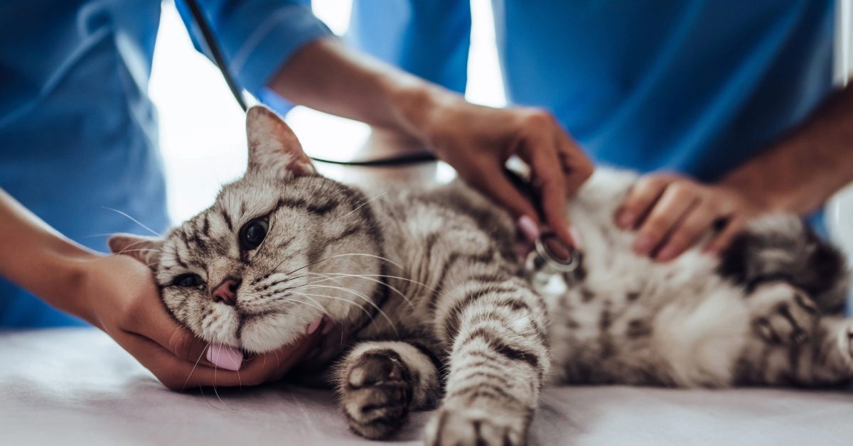 vet examining sick cat at clinic