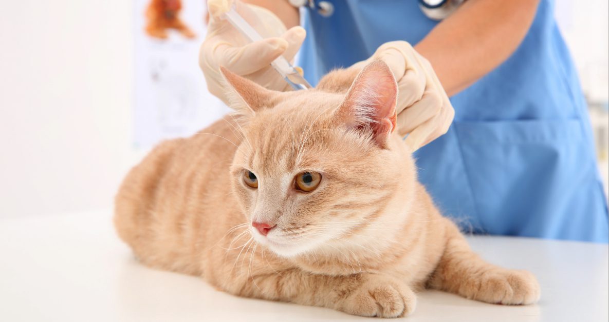 veterinarian administering vaccine to orange cat at the clinic