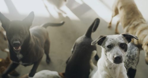 group of dogs in a kennel