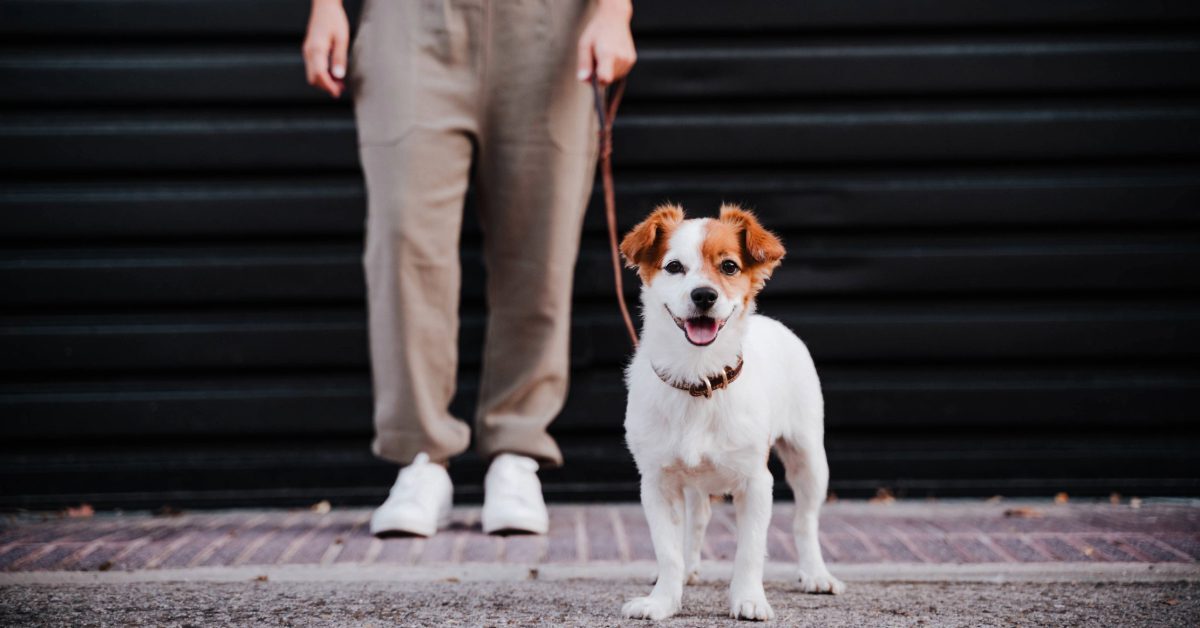 dog on a leash with owner walking on the sidewalk