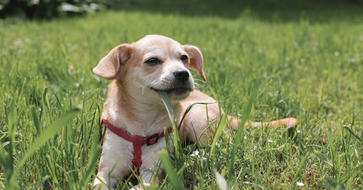 small dog eating grass on a sunny day