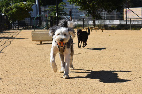 Dogs Playing