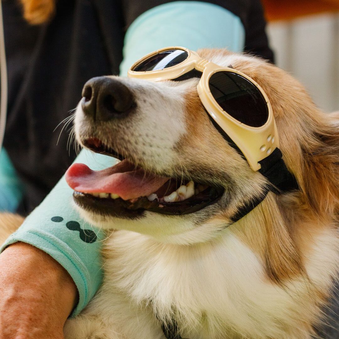 Dog Wearing Goggles For Laser Therapy