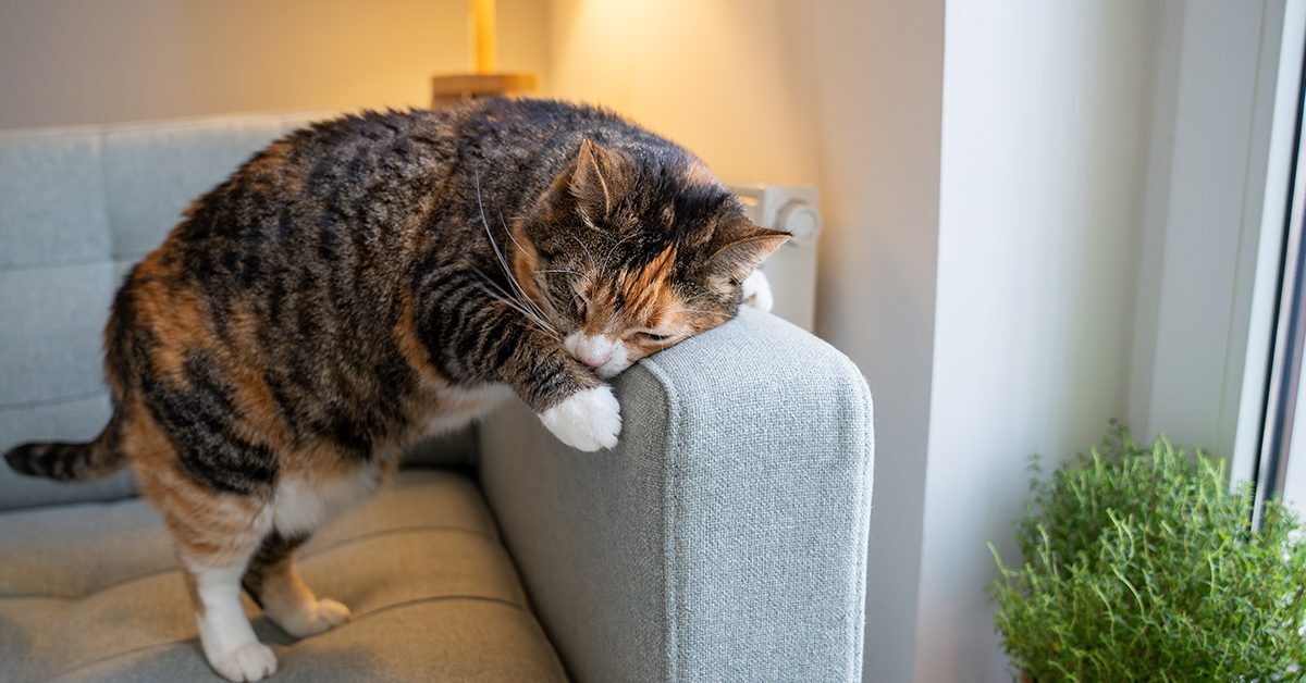 cat rubbing head on arm of couch