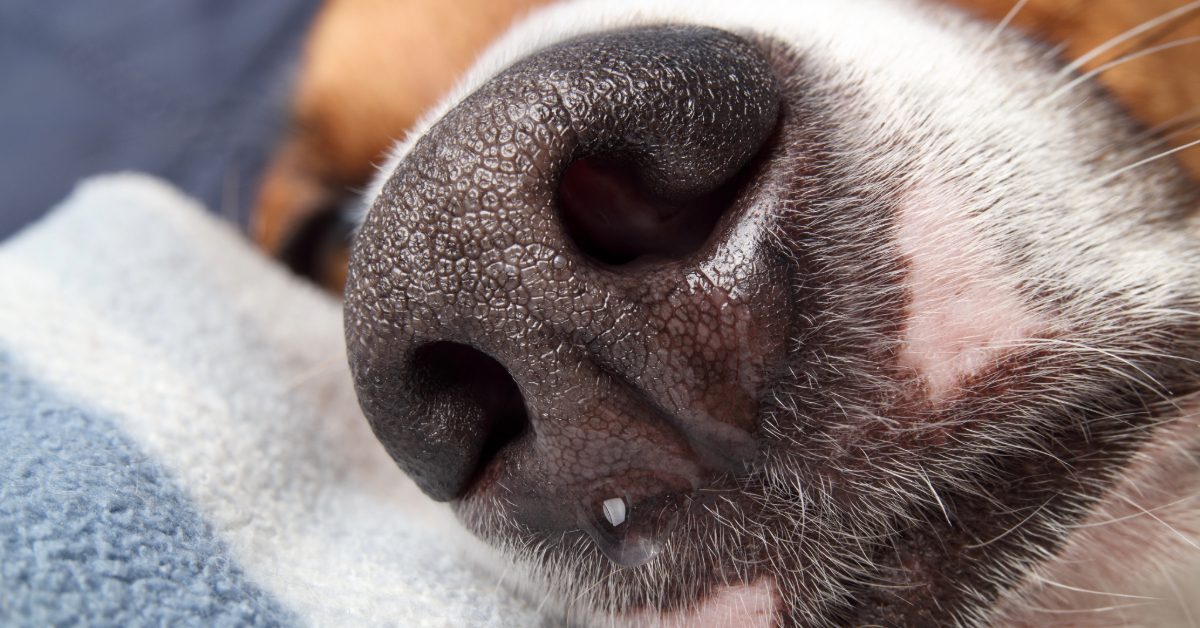 close up of dog's nose as the dog lays on the couch