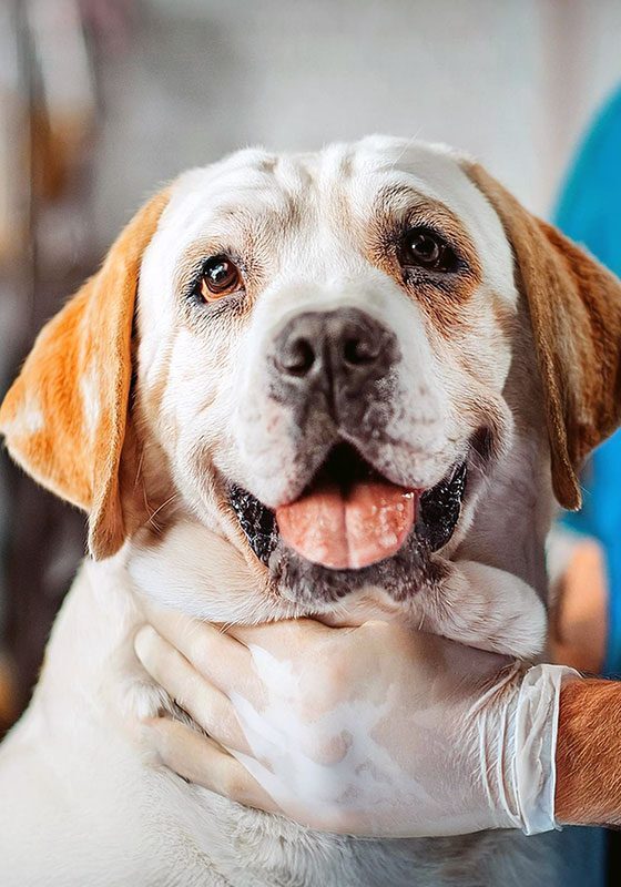 smiling dog at camera