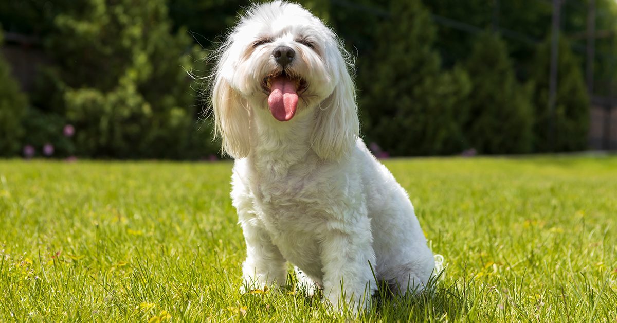 Maltese dog sitting in grass and panting