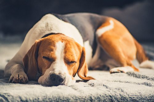 beagle-dog-sleeping-on-the-couch